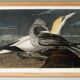 Affiche sur le Fou de Bassan, d’après une gravure ancienne de 1827.