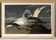 Poster about the Northern Gannet, based on an old engraving from 1827.