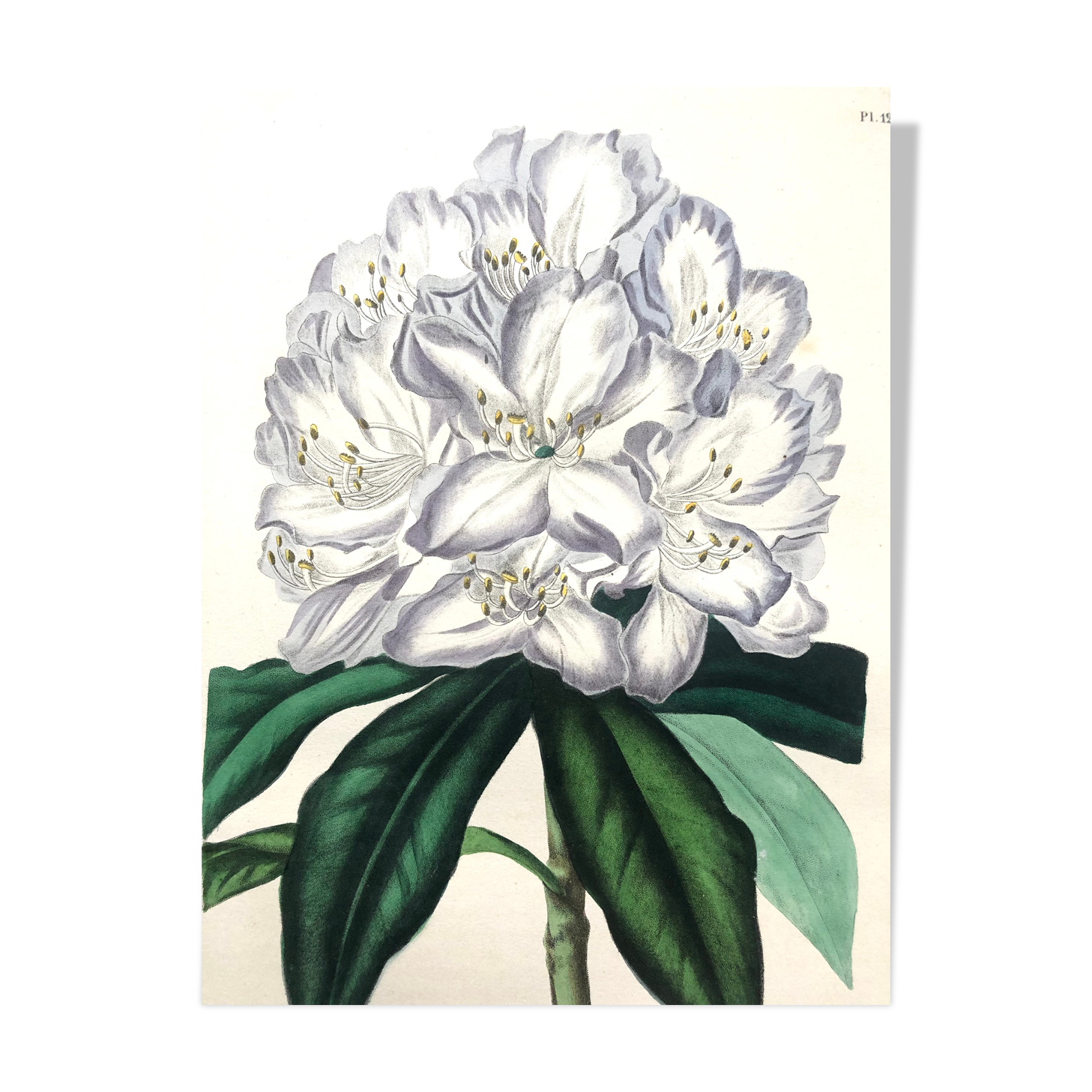 Affiche ancienne planche botanique 1854