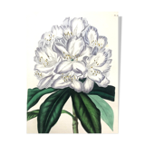 Old poster - Botanical plate 1854