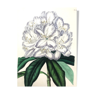 Old poster - Botanical plate 1854