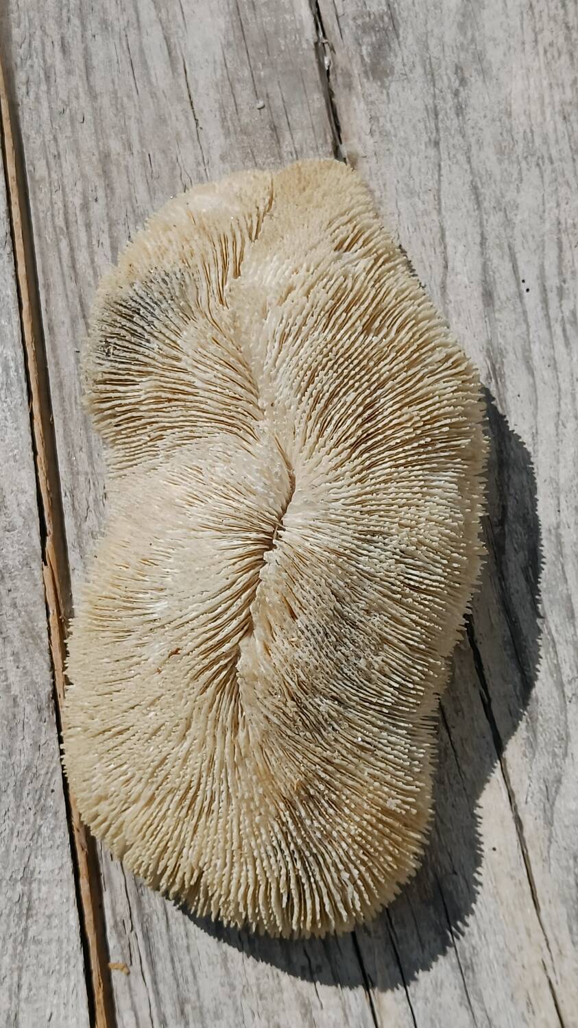 Vintage coral fungia large model