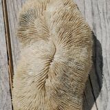 Vintage coral fungia large model