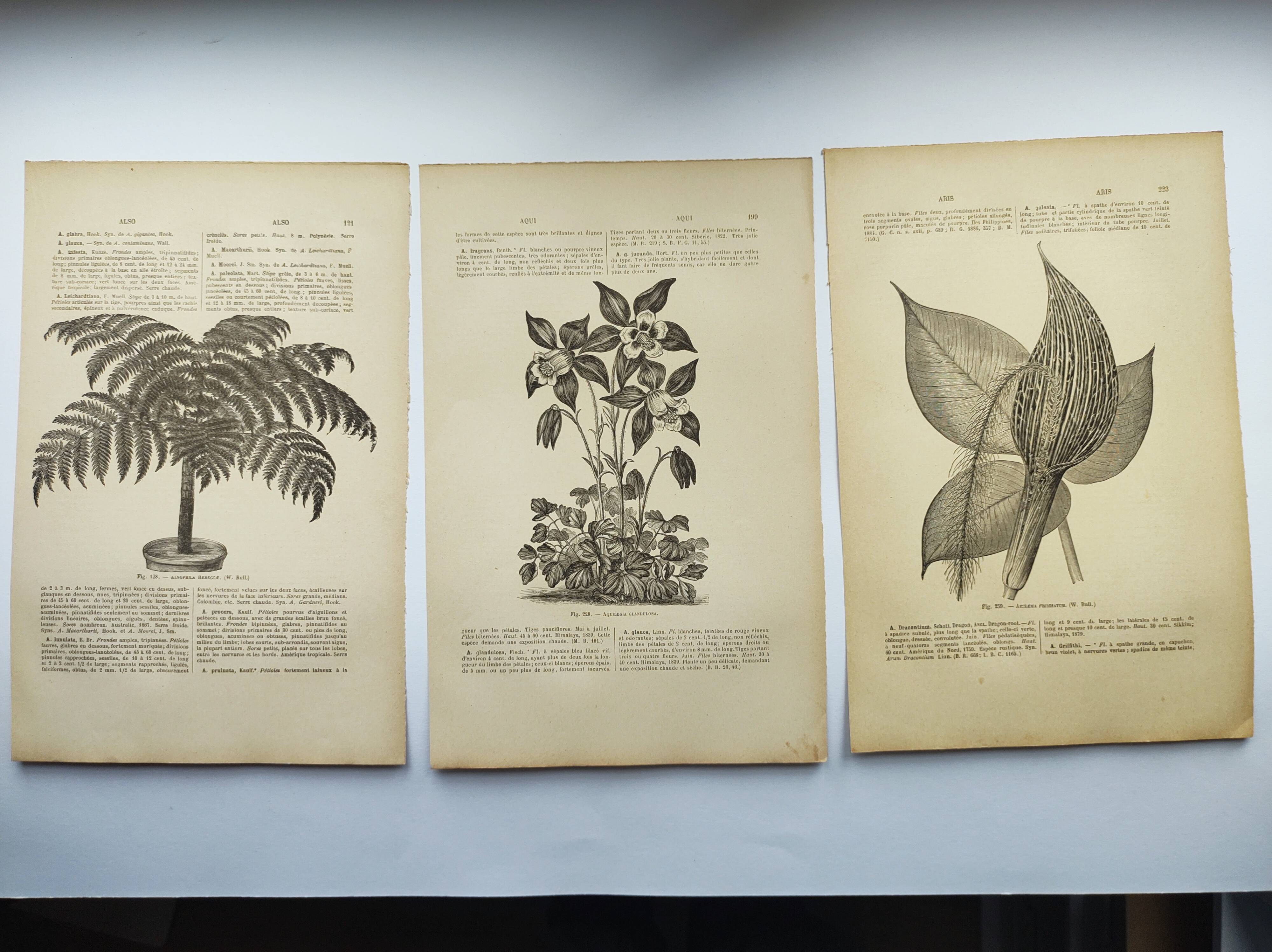 Botanical engravings from 1897 - 3 Plant Plates (1) - Old original plates including Ariséma