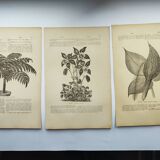 Gravures botaniques de 1897 - 3 Planches Plantes (1) - Planches originales anciennes dont Ariséma