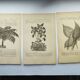 Gravures botaniques de 1897 - 3 Planches Plantes (1) - Planches originales anciennes dont Ariséma