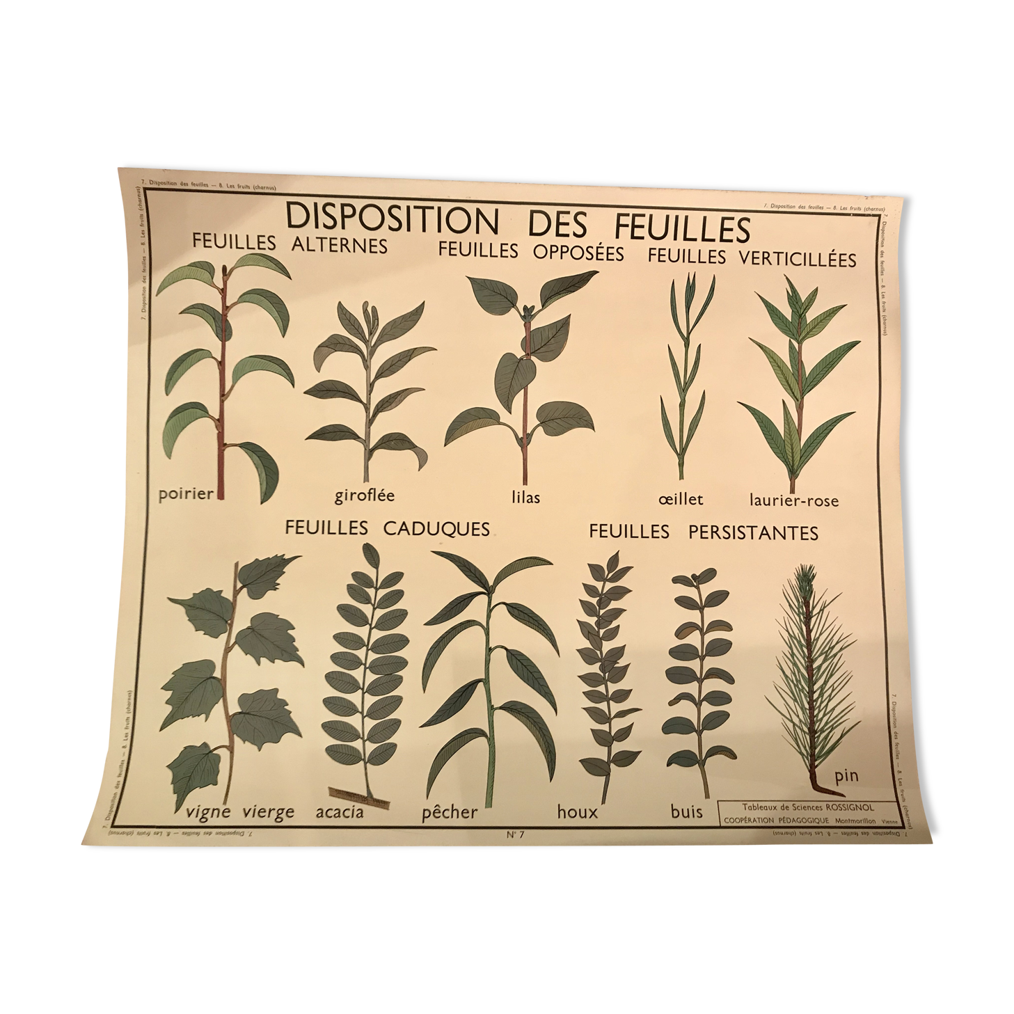 Displays educational fruit / leaves - Nightingale