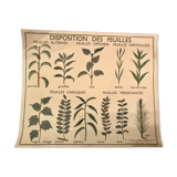 Displays educational fruit / leaves - Nightingale