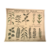 Displays educational fruit / leaves - Nightingale