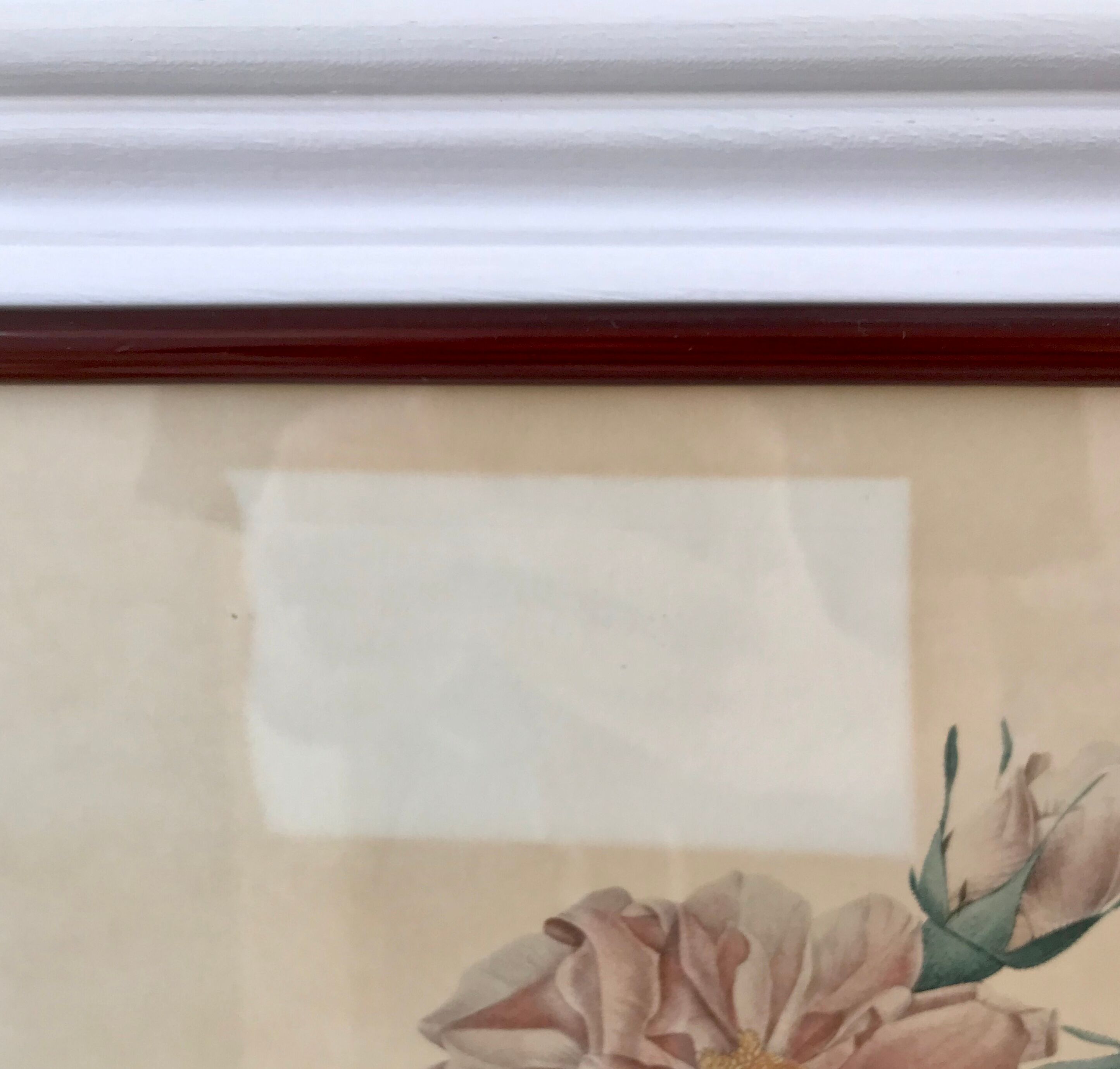 Lithography PJ Dreaded framed Rosa Turbinata