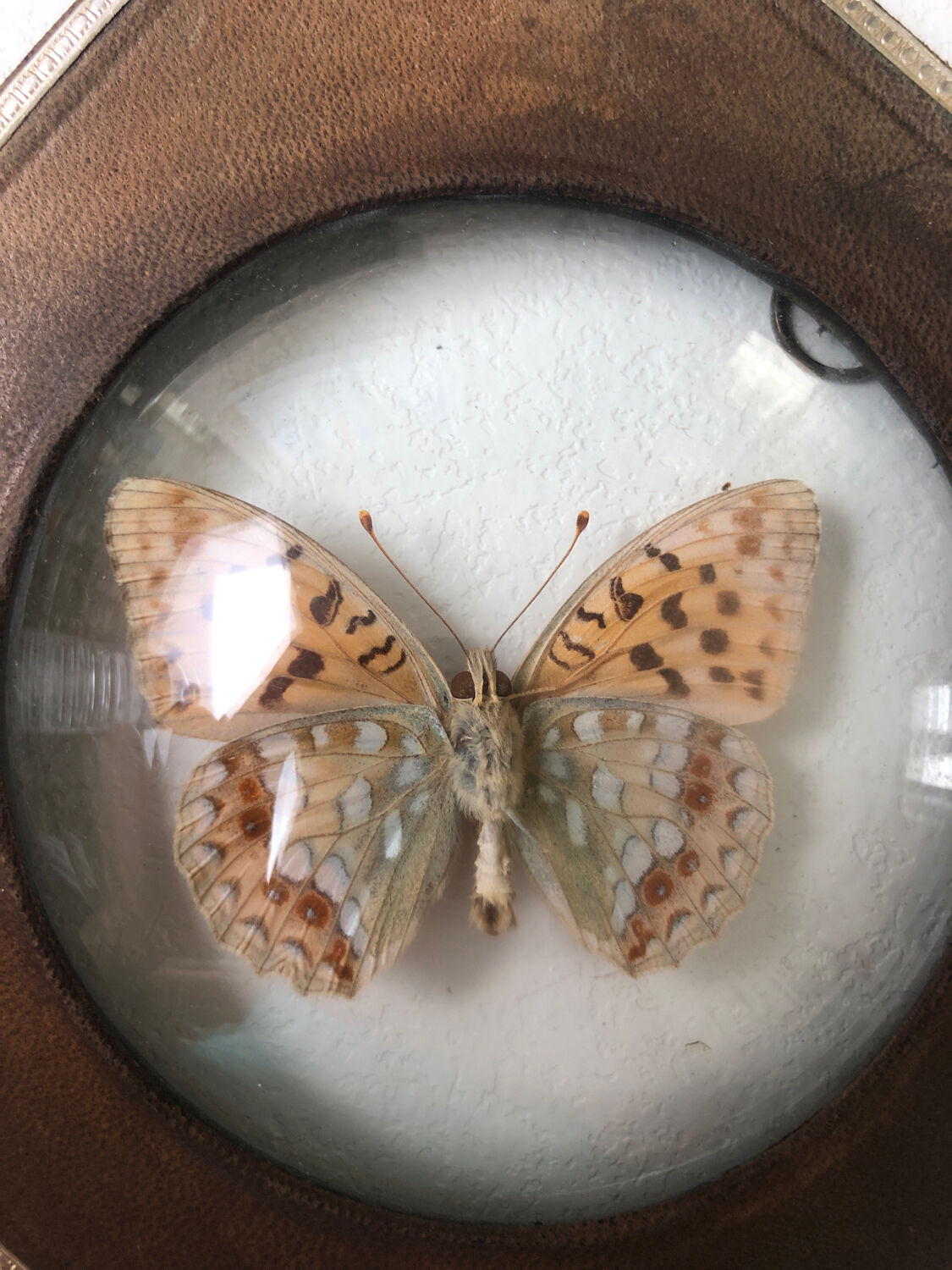 Lot of stuffed butterflies