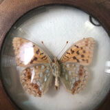 Lot of stuffed butterflies