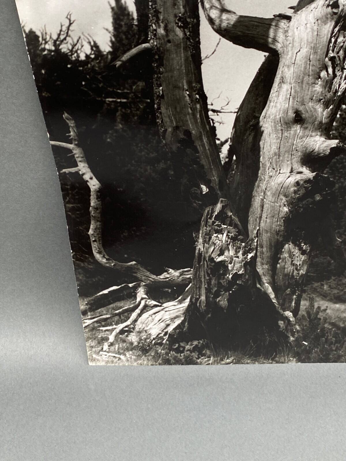 Photographie argentique Bernard Darot Les Vaincus XXe AFIAP