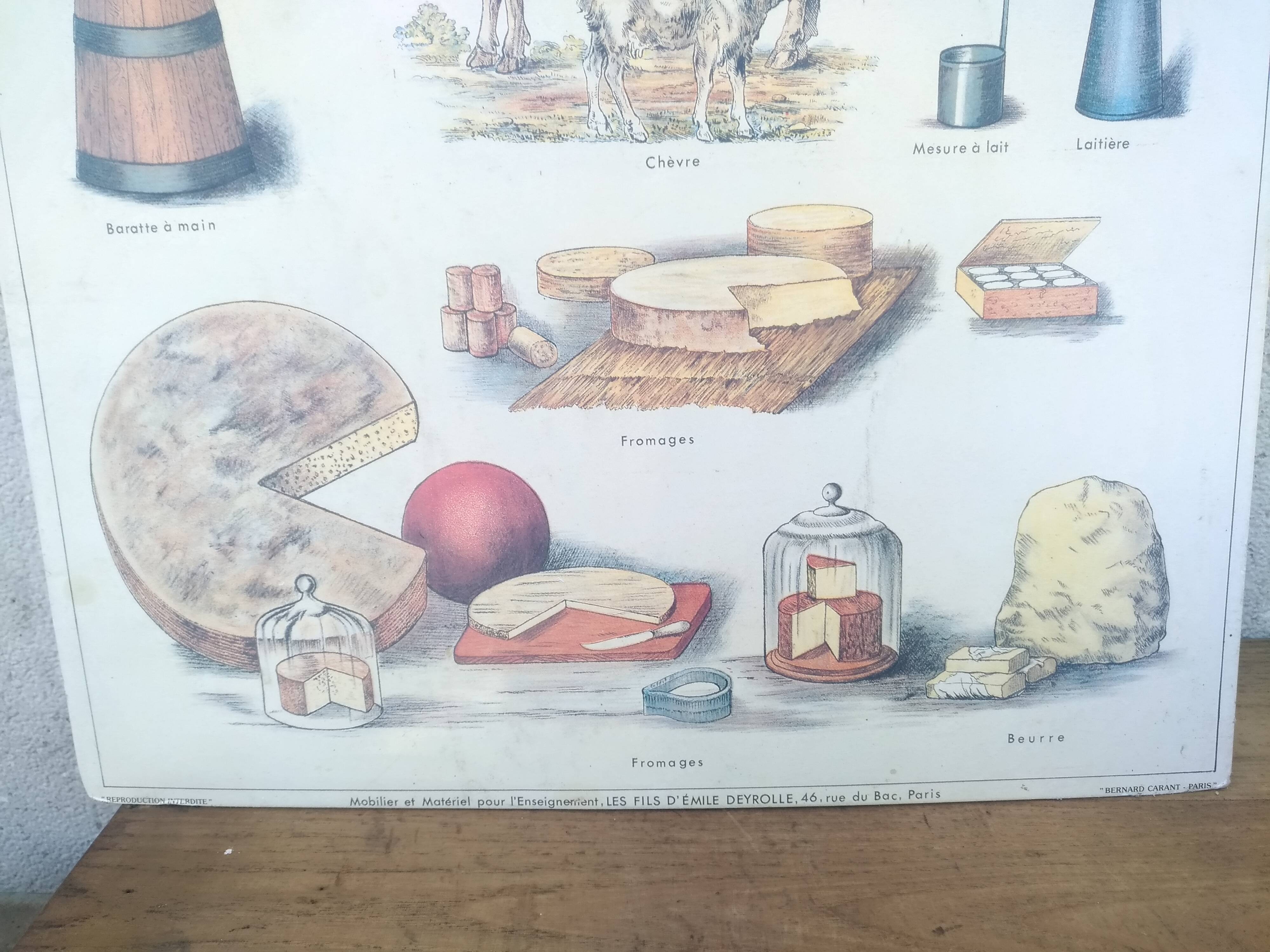 Pedagogical school poster, the lait