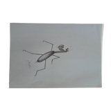 Insect illustration