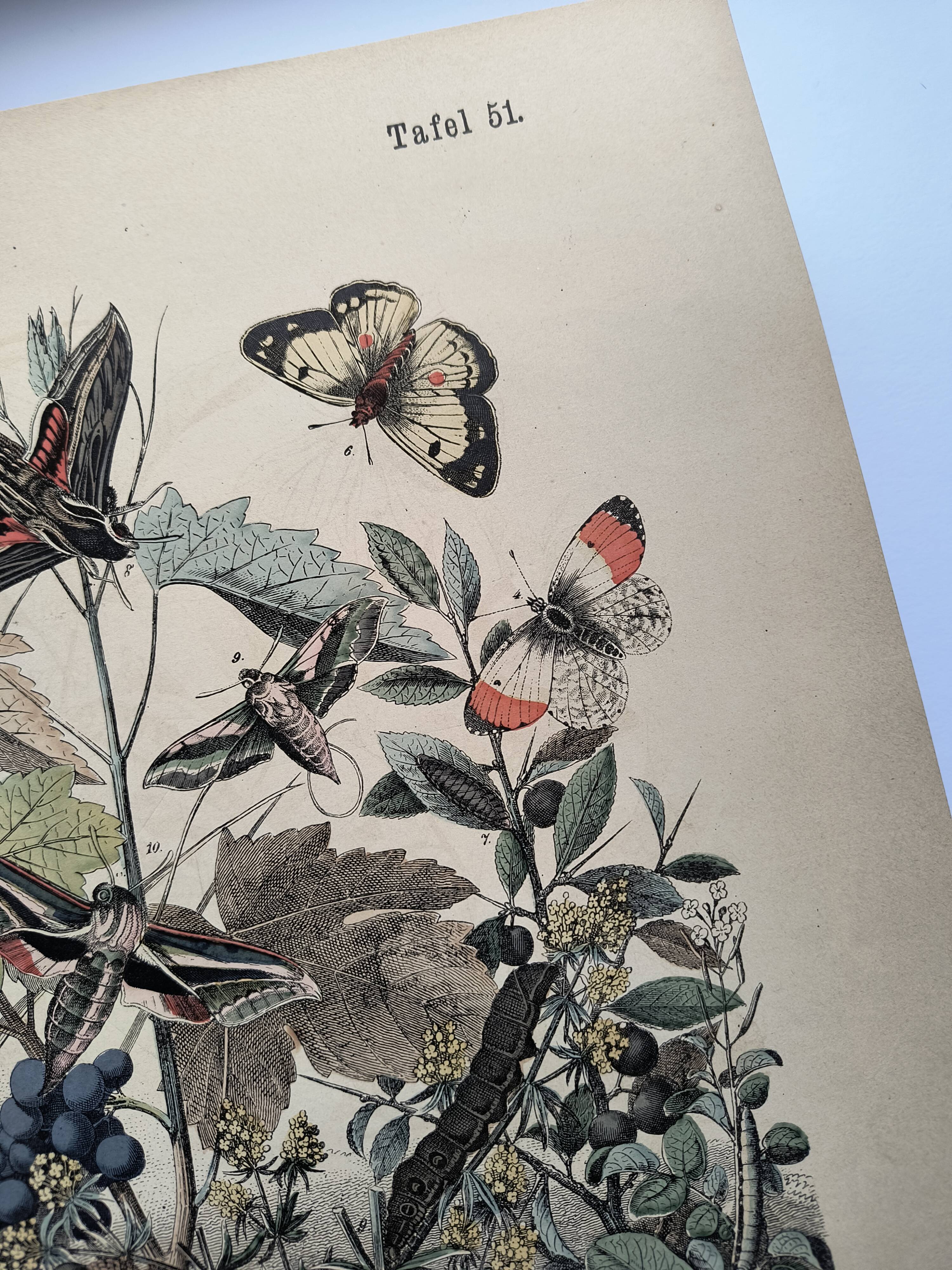 Antique engraving, 1886 - European Butterflies (3). 19th-century chromolithograph