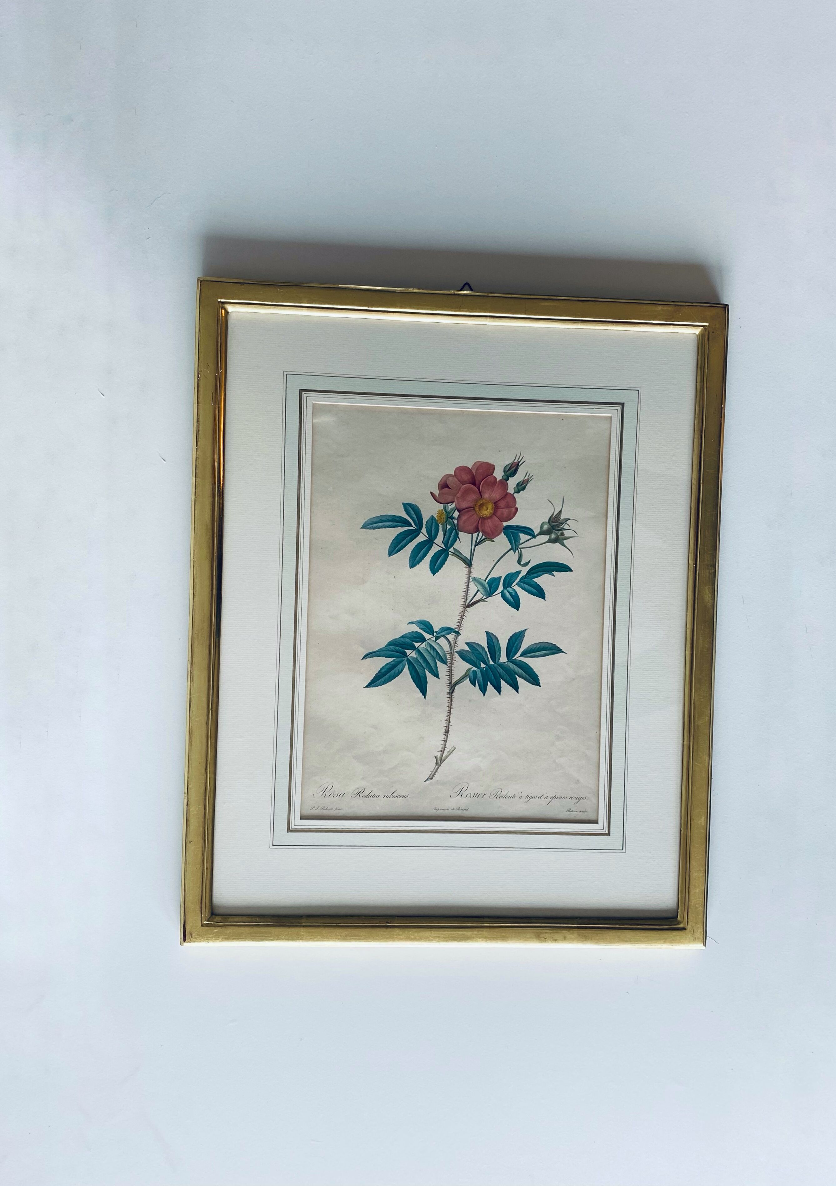 Botanical engraving framed
