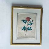 Botanical engraving framed