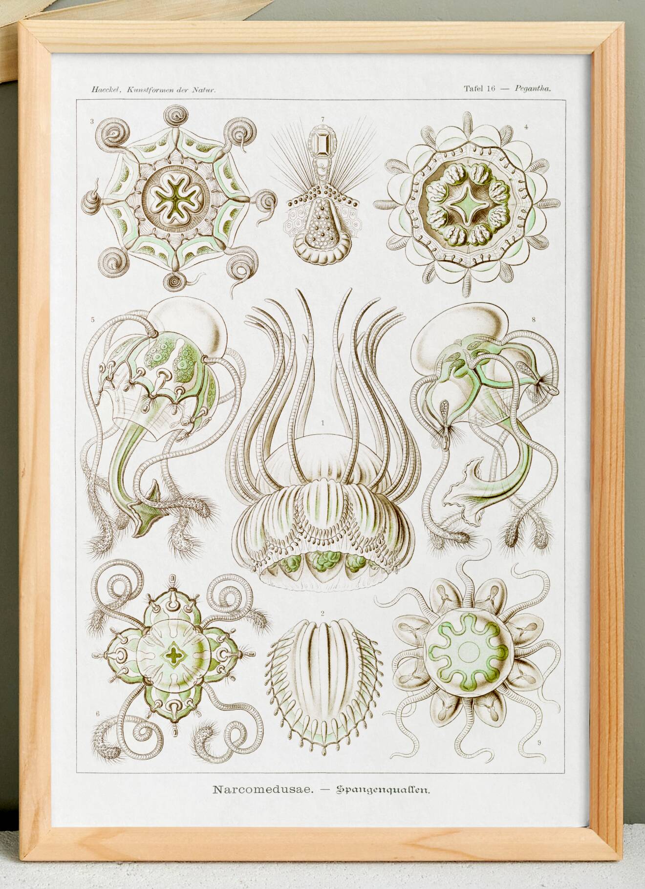 Poster about “jellyfish”, based on an old lithograph from 1904.