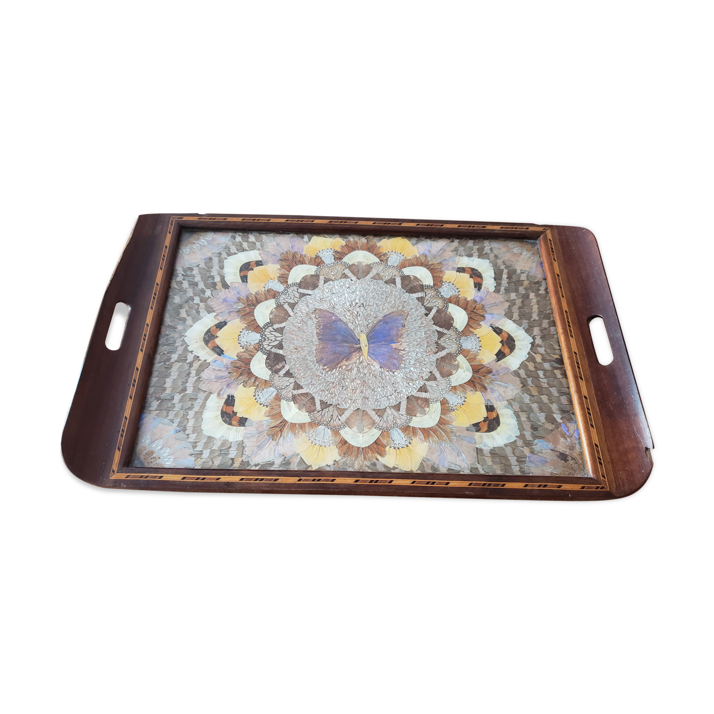 Butterfly wing tray