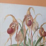 Affiche botanique orchidée