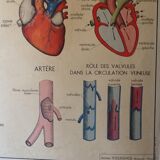 Displays educational vintage circulation / heart