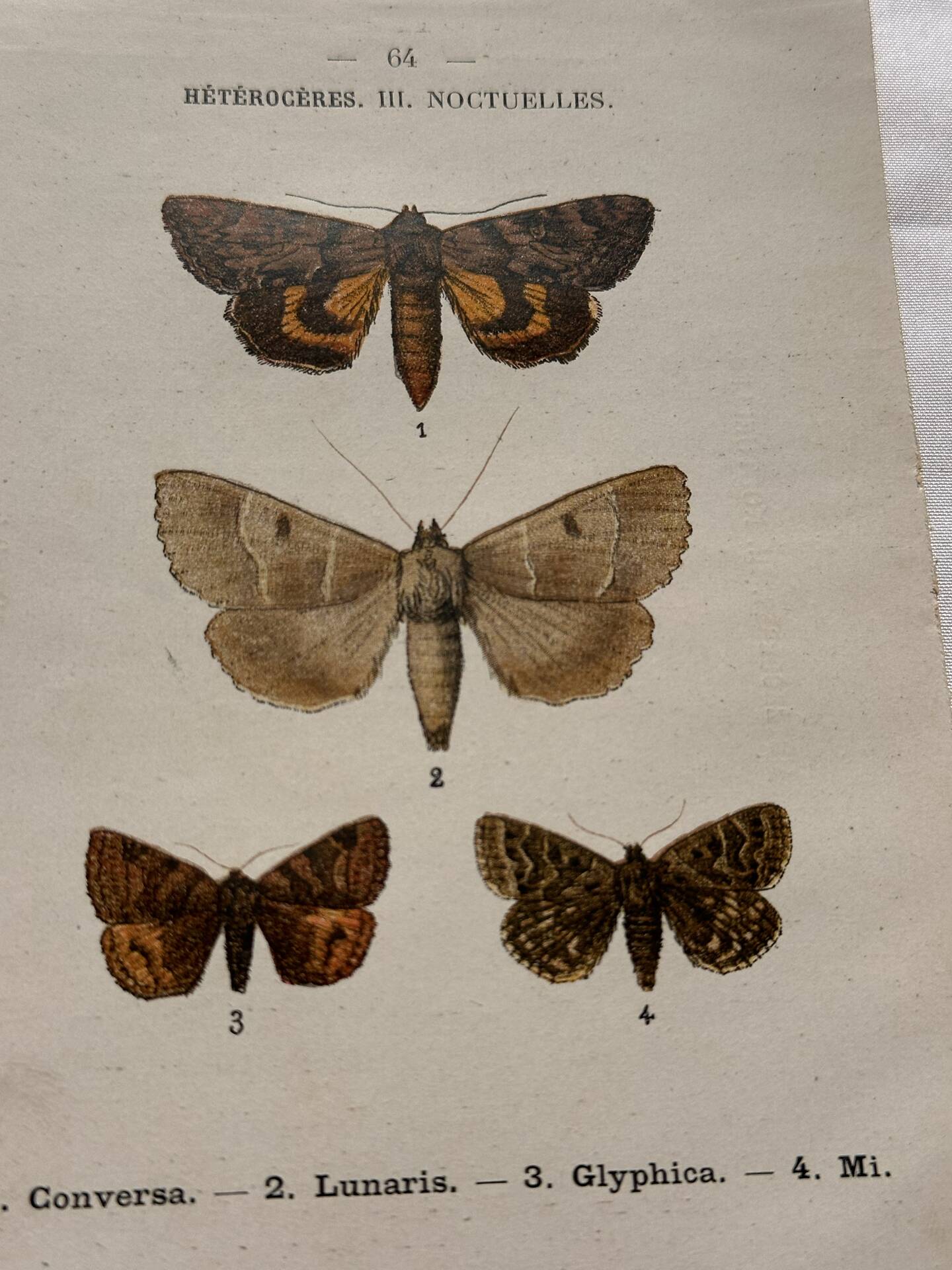 Botanical Plate 1800 Old Naturalist Engraving 19th Century Double-Sided
