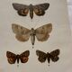 Botanical Plate 1800 Old Naturalist Engraving 19th Century Double-Sided