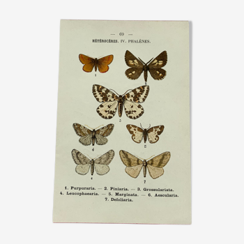 Planche botanique vintage gravure papillon ancienne 1903 double face G. Denise