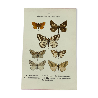 Vintage botanical plate antique butterfly engraving 1903 double-sided G. Denise