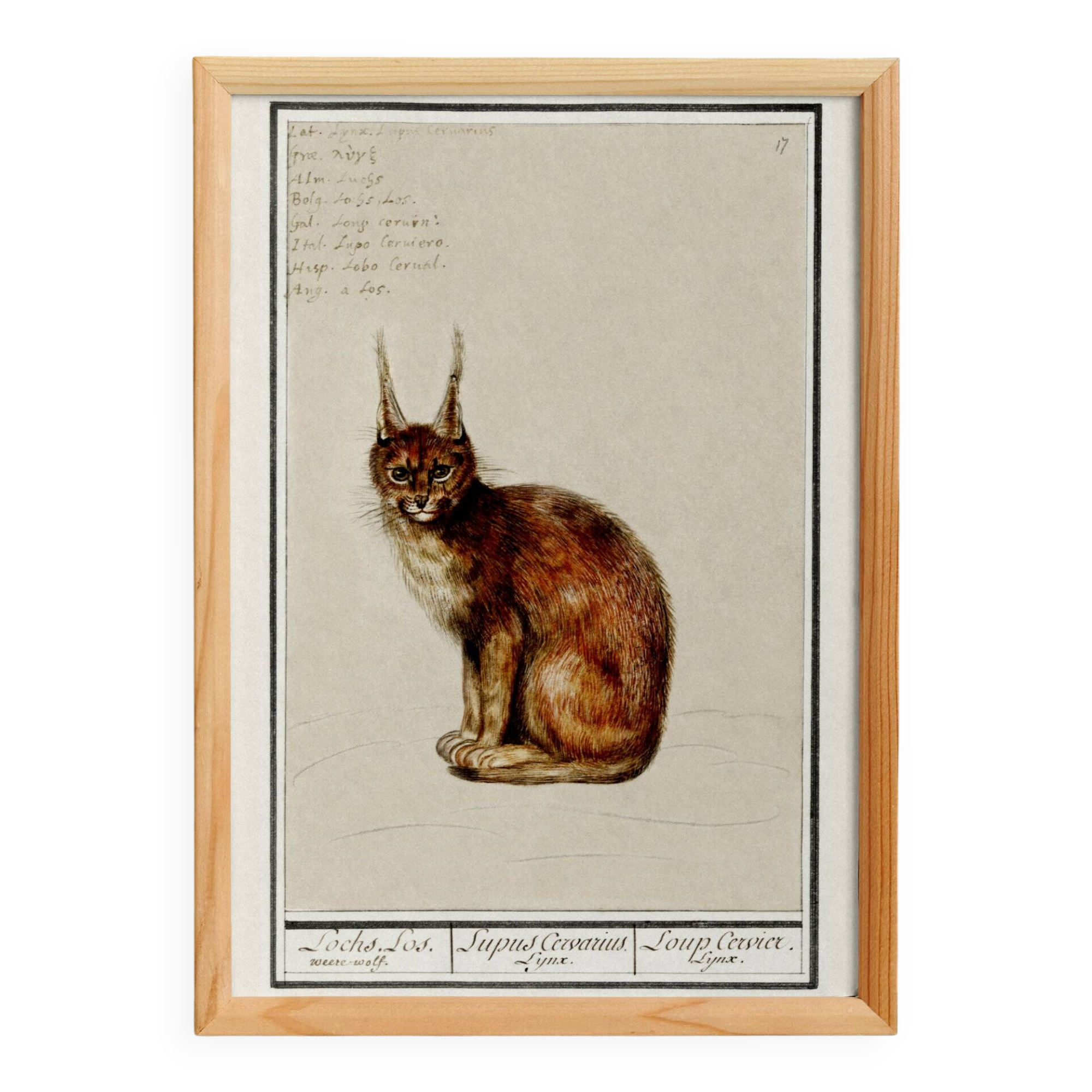 Petite affiche sur le Lynx, d’après une gravure ancienne de 1610.