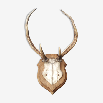 Deer slaughter trophy