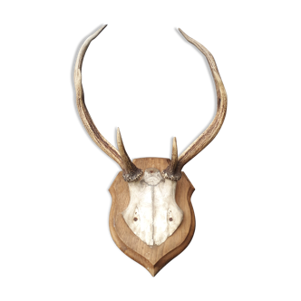 Deer slaughter trophy
