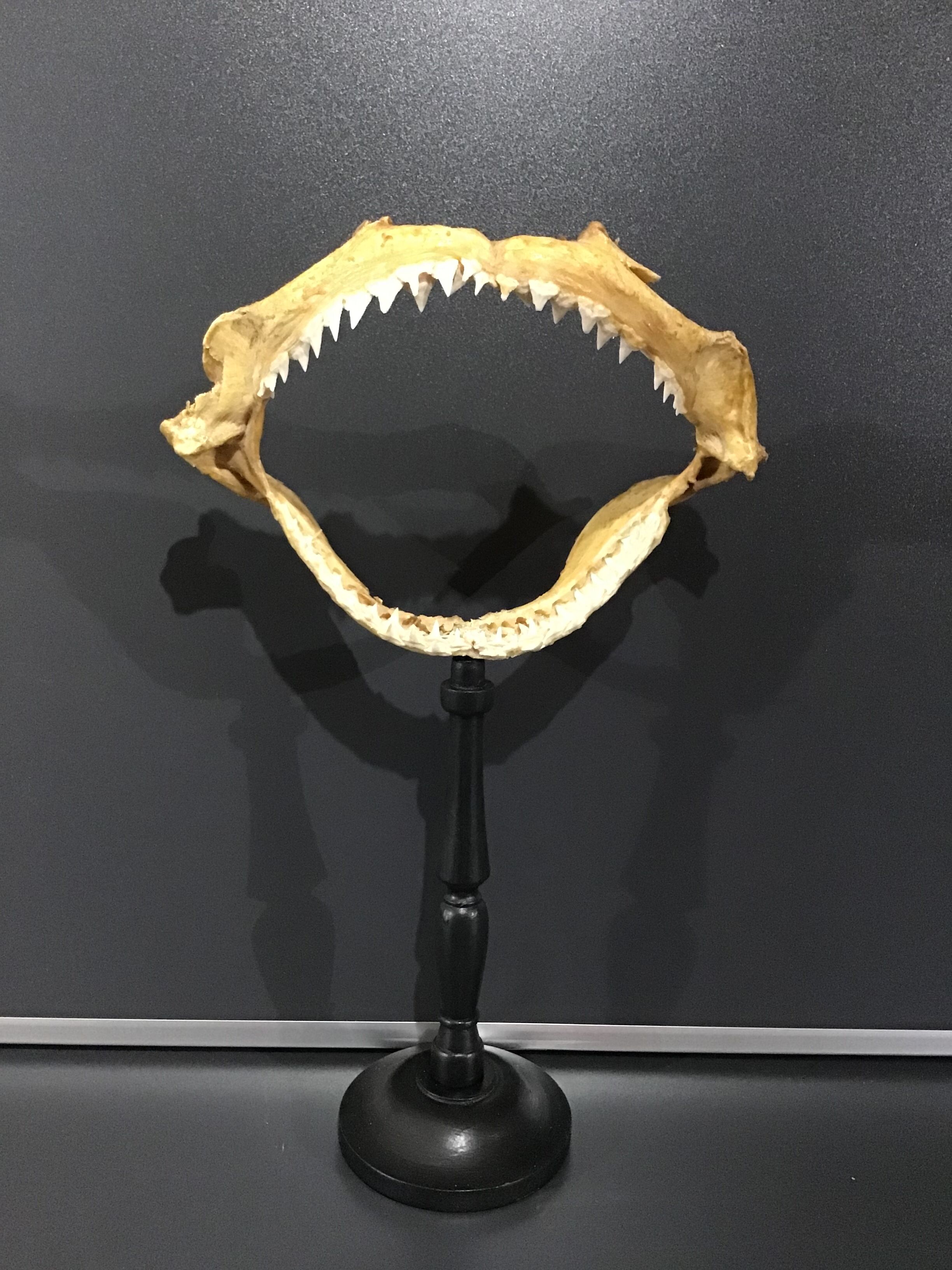 Shark jaw