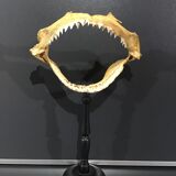 Shark jaw
