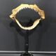 Mâchoire de requin