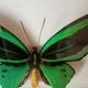 Naturalized butterfly