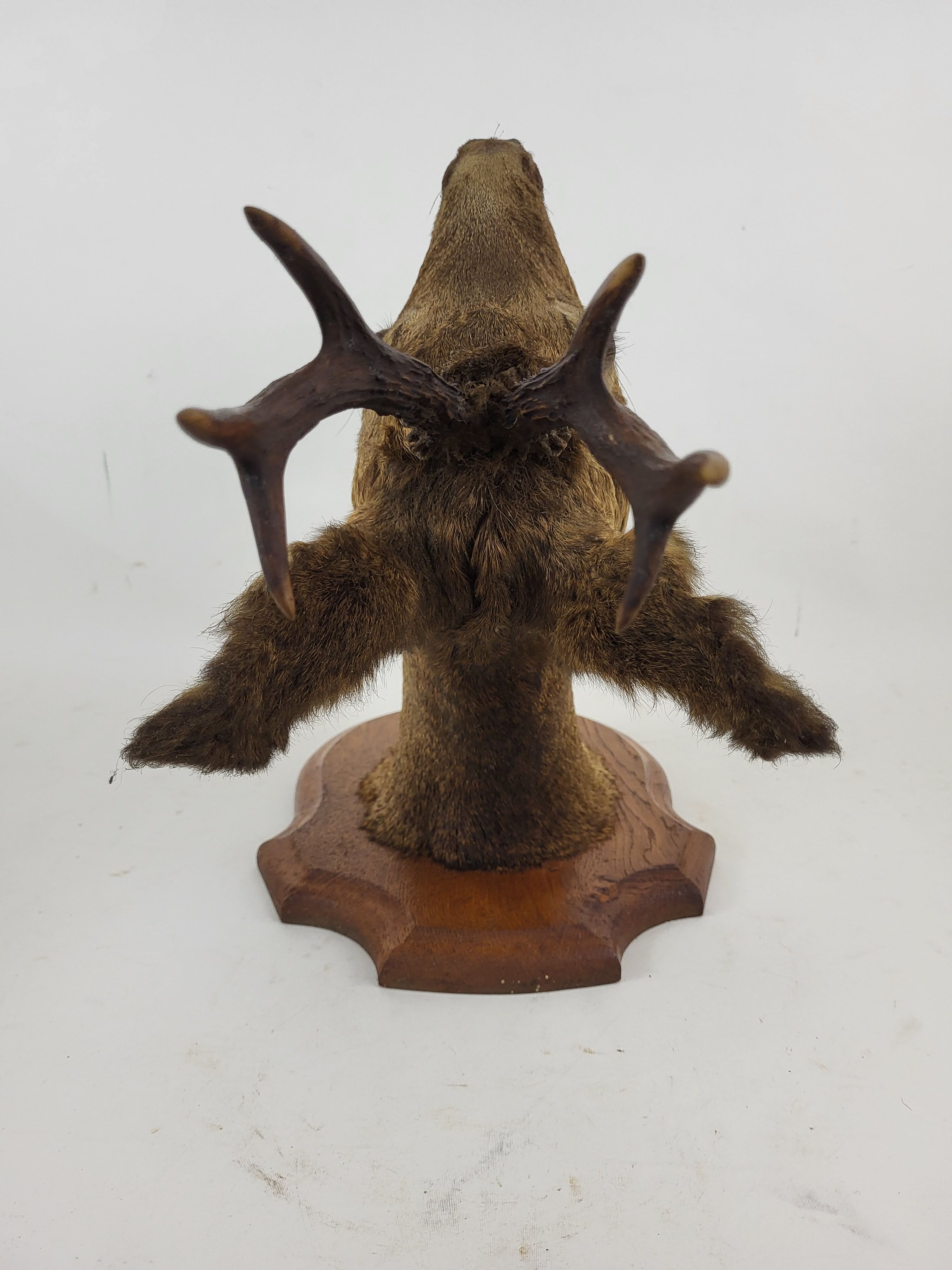 Deer head stuffed and naturalized Taxidermy