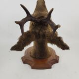 Deer head stuffed and naturalized Taxidermy