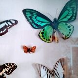 butterflies in the window