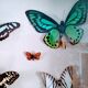 Papillons en vitrine