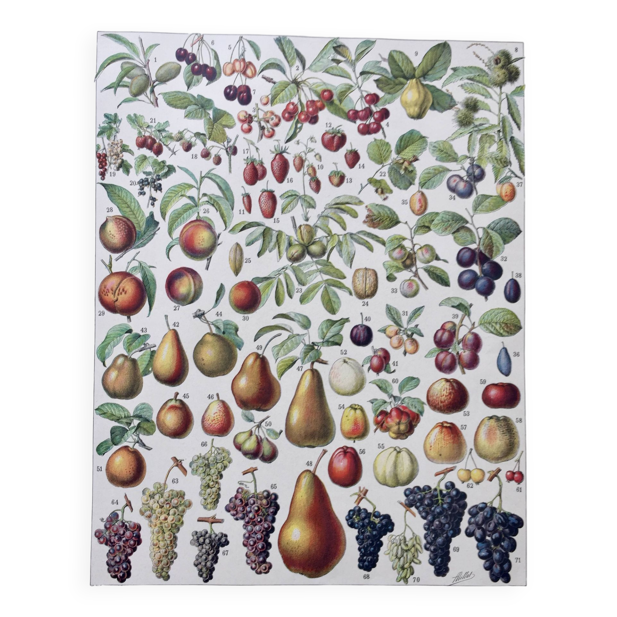 Old illustration Millot "Fruits"