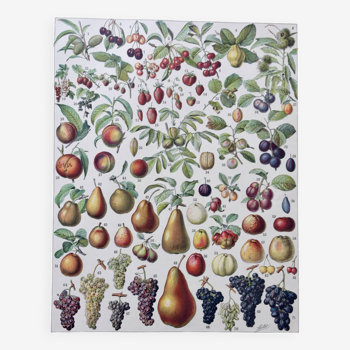 Illustration ancienne Millot "Fruits"
