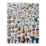 Illustration ancienne Millot "Fruits"