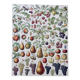 Old illustration Millot "Fruits"
