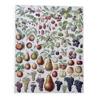 Illustration ancienne Millot "Fruits"