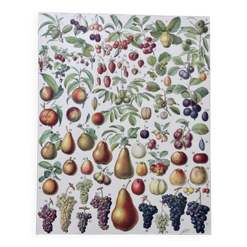 Illustration ancienne Millot "Fruits"