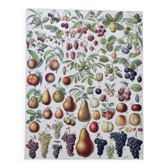 Old illustration Millot "Fruits"