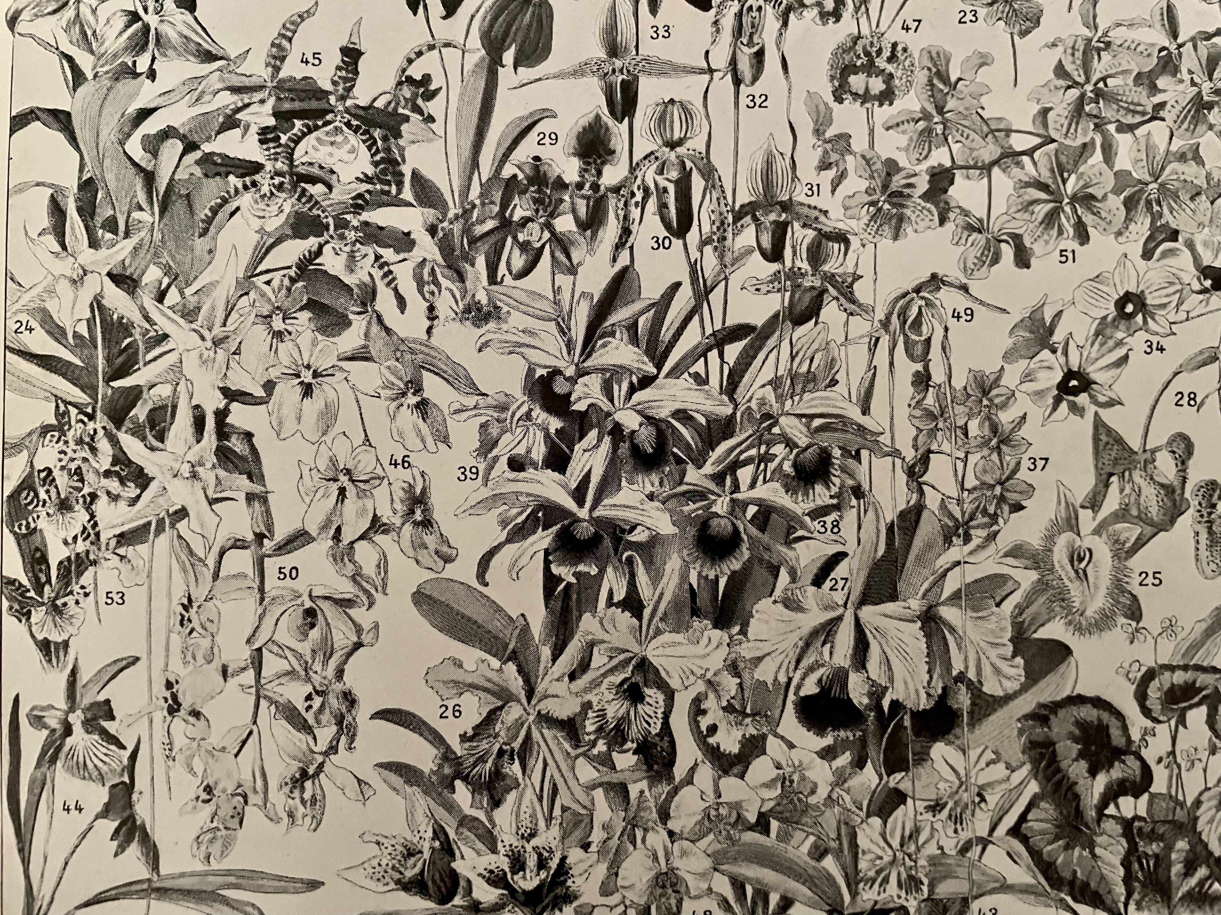 Lithograph engraving on flowers from 1928 (trees and shrubs)