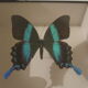 Butterfly Blumei Islands Celebes box